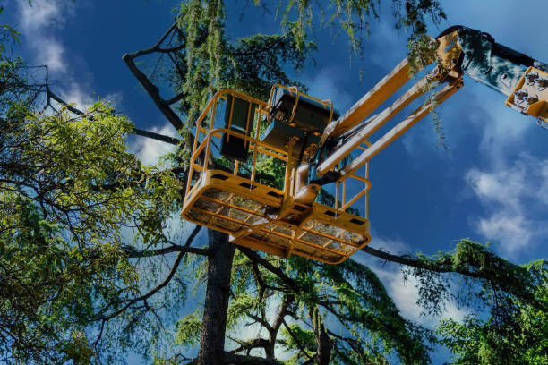 Best Storm Damage Tree Cleanup  in Merkel, TX