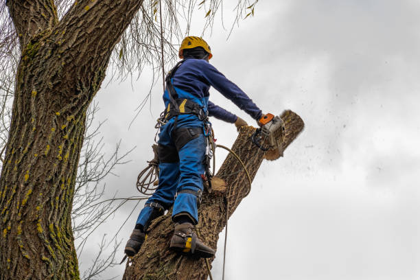 How Our Tree Care Process Works  in  Merkel, TX