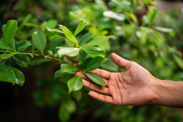 Best Commercial Tree Services  in Merkel, TX