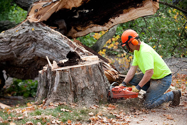 Best Tree Removal  in Merkel, TX