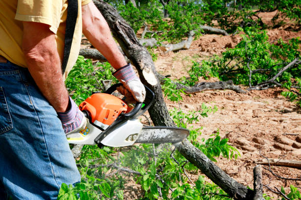 Best Root Management and Removal  in Merkel, TX